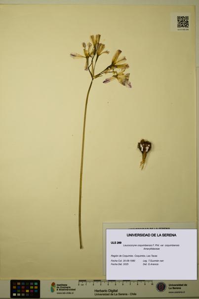 Leucocoryne coquimbensis [Espécimen: ULS:ULS:0000269]