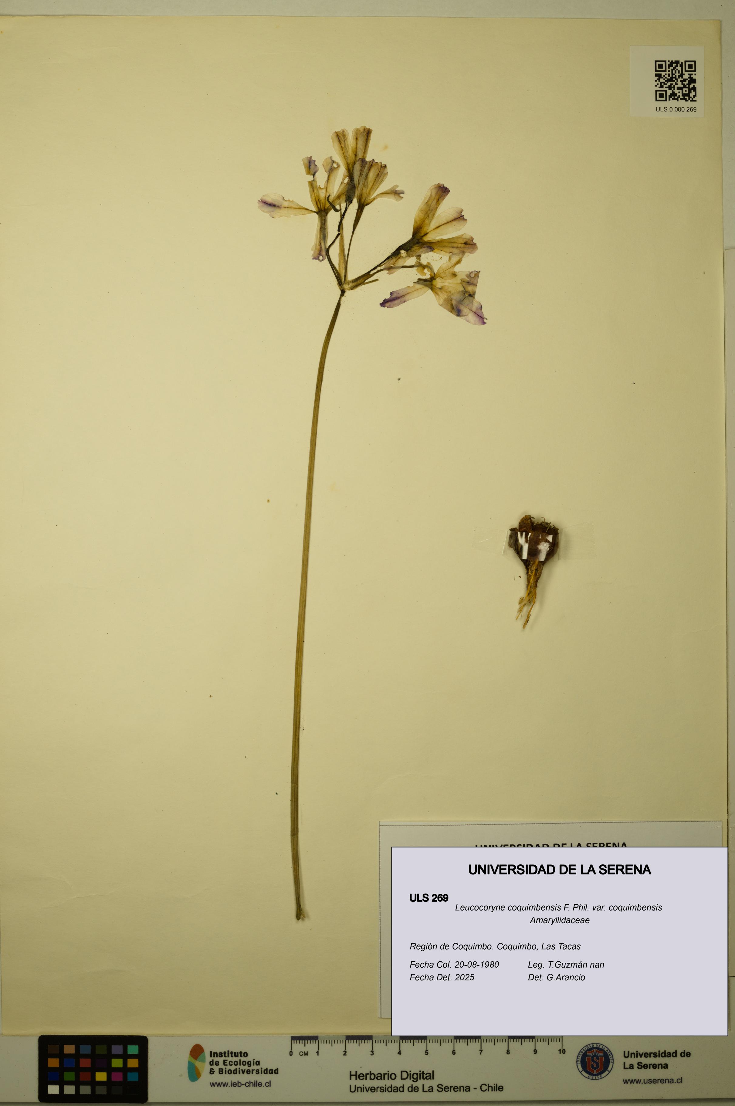 Leucocoryne coquimbensis [Espécimen: ULS:ULS:0000269]