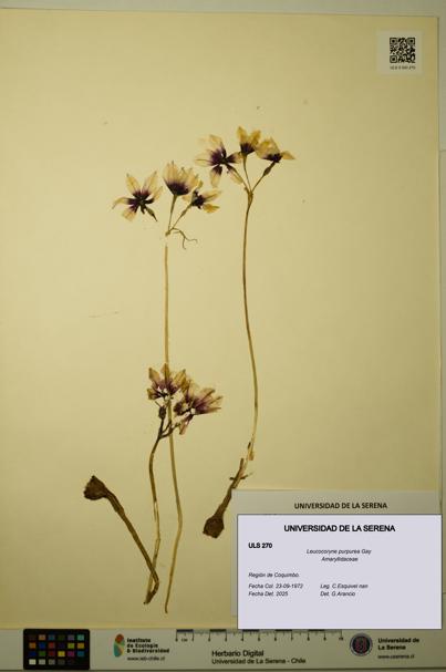 Leucocoryne purpurea [Espécimen: ULS:ULS:0000270]
