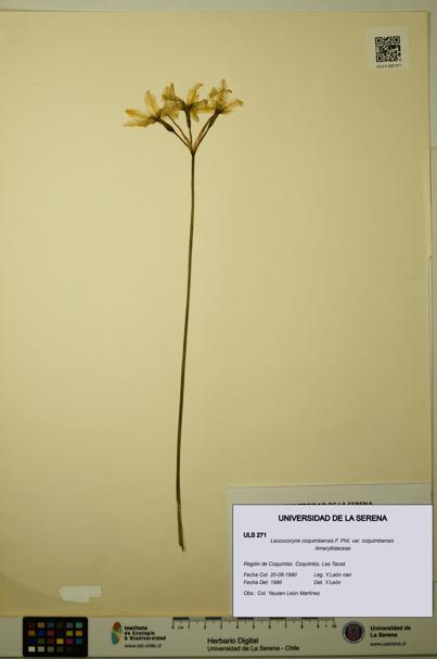 Leucocoryne coquimbensis var. coquimbensis [Espécimen: ULS:ULS:0000271]