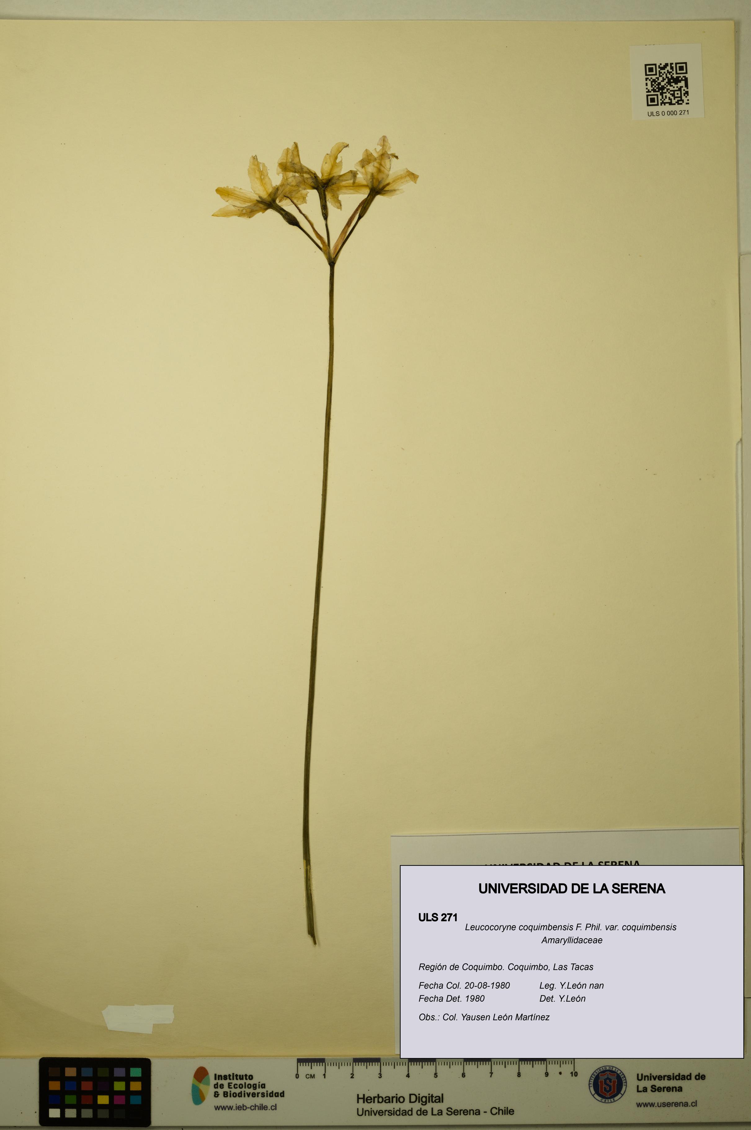 Leucocoryne coquimbensis var. coquimbensis [Espécimen: ULS:ULS:0000271]