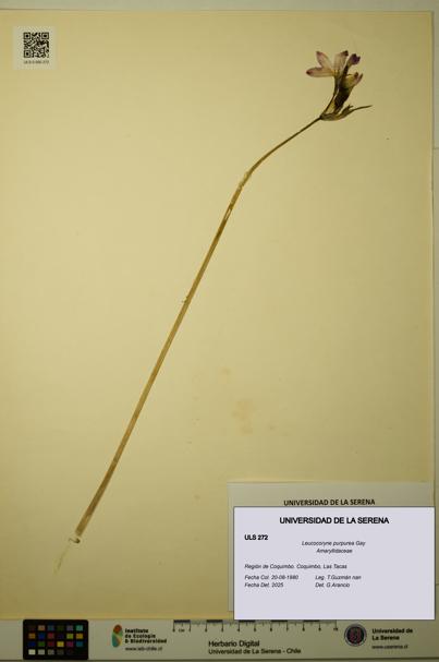 Leucocoryne purpurea [Espécimen: ULS:ULS:0000272]