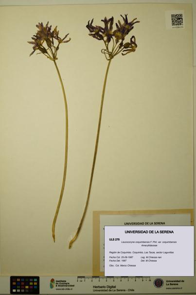 Leucocoryne coquimbensis var. coquimbensis [Espécimen: ULS:ULS:0000275]