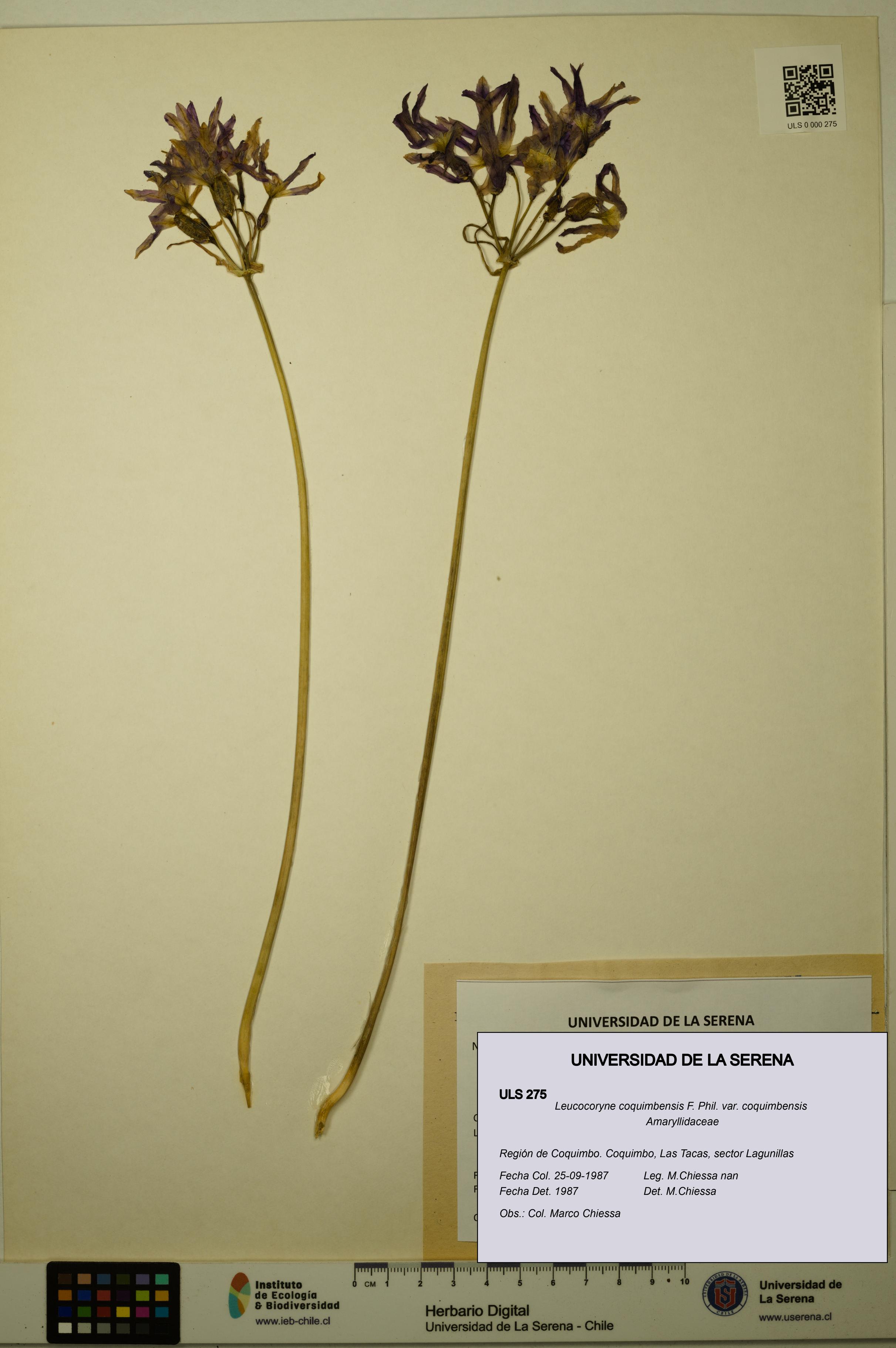 Leucocoryne coquimbensis var. coquimbensis [Espécimen: ULS:ULS:0000275]