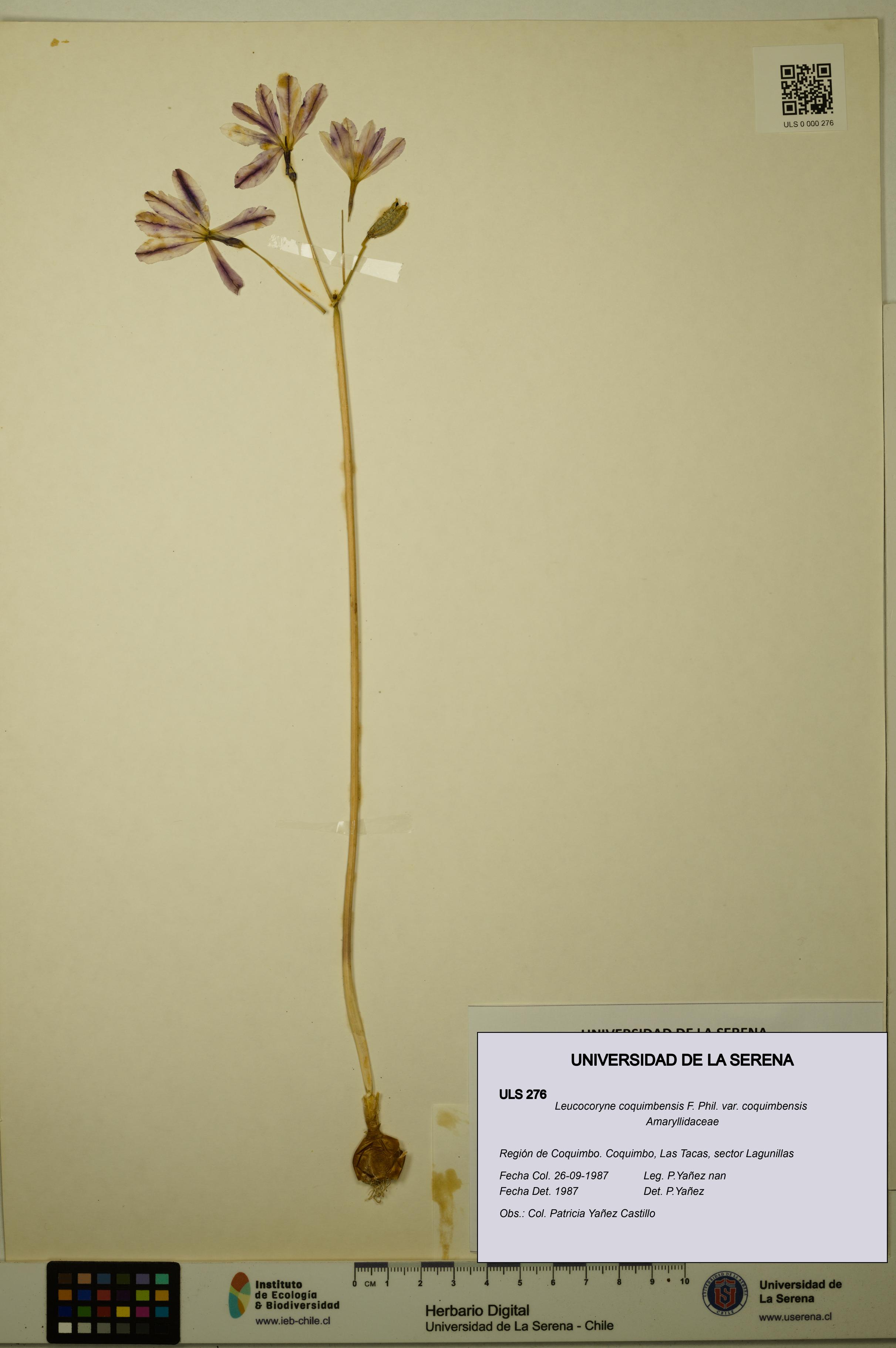 Leucocoryne coquimbensis var. coquimbensis [Espécimen: ULS:ULS:0000276]