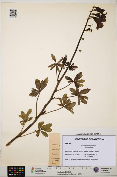 Argylia potentillifolia [Espécimen: ULS:ULS:0000291]