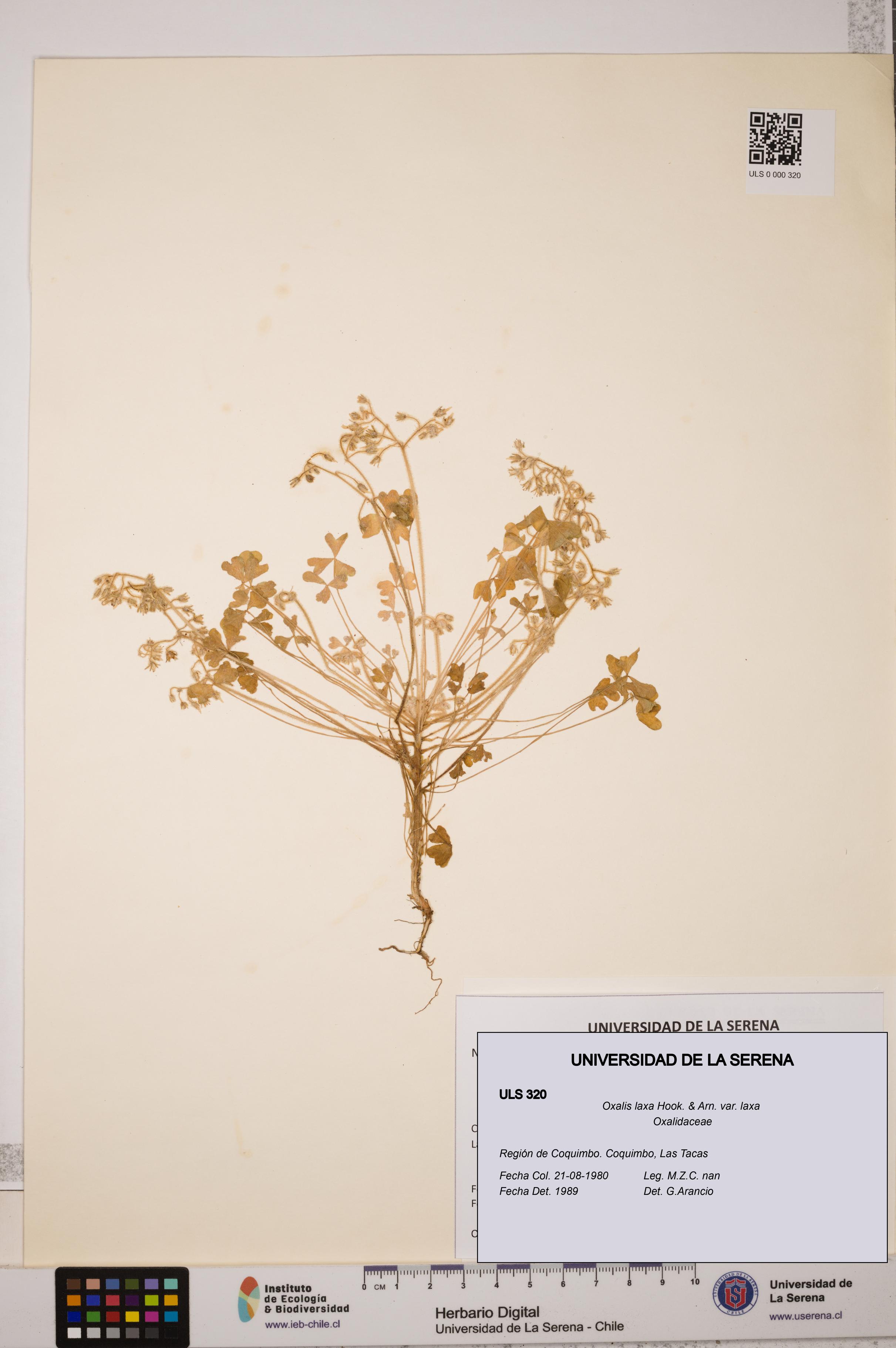 Oxalis laxa var. laxa [Espécimen: ULS:ULS:0000320]