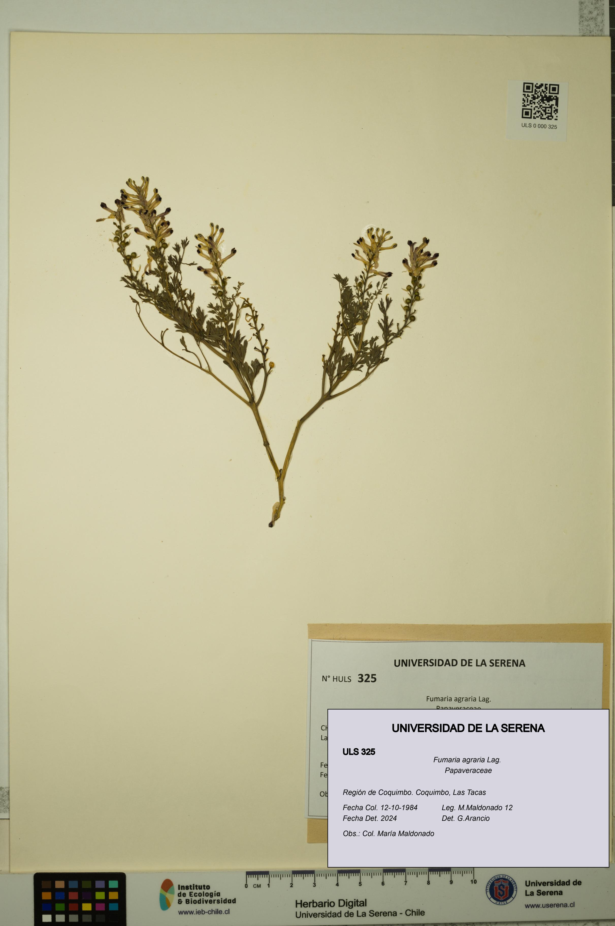 Fumaria agraria [Espécimen: ULS:ULS:0000325]