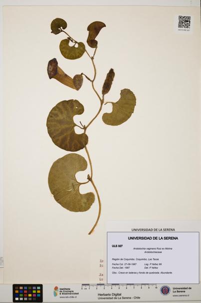 Aristolochia vaginans [Espécimen: ]