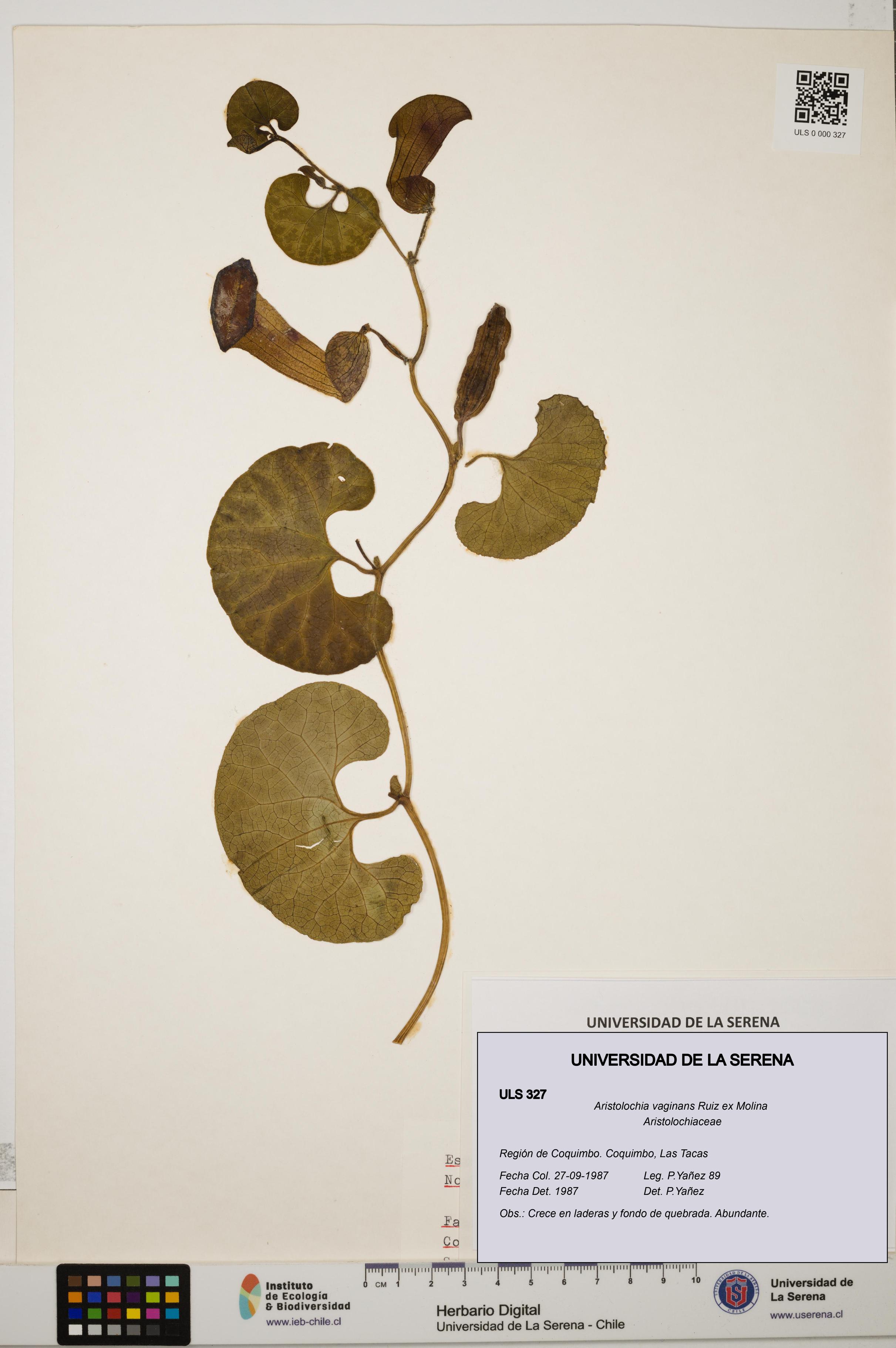 Aristolochia vaginans [Espécimen: ]