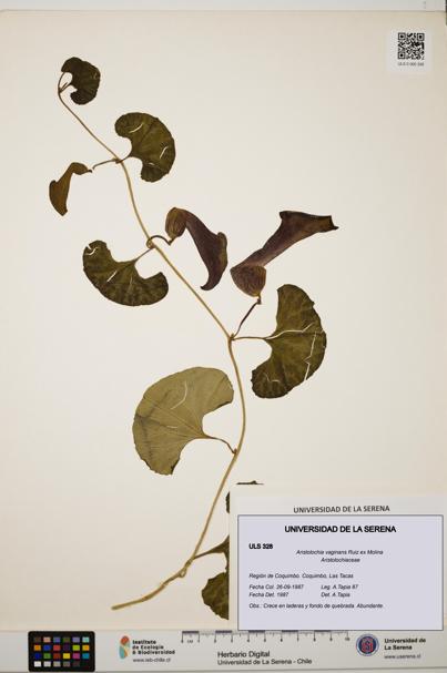 Aristolochia vaginans [Espécimen: ]