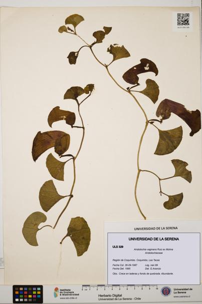 Aristolochia vaginans [Espécimen: ]
