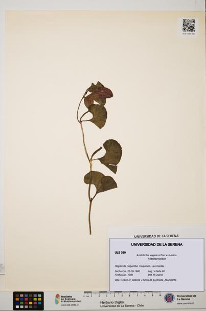 Aristolochia vaginans [Espécimen: ]