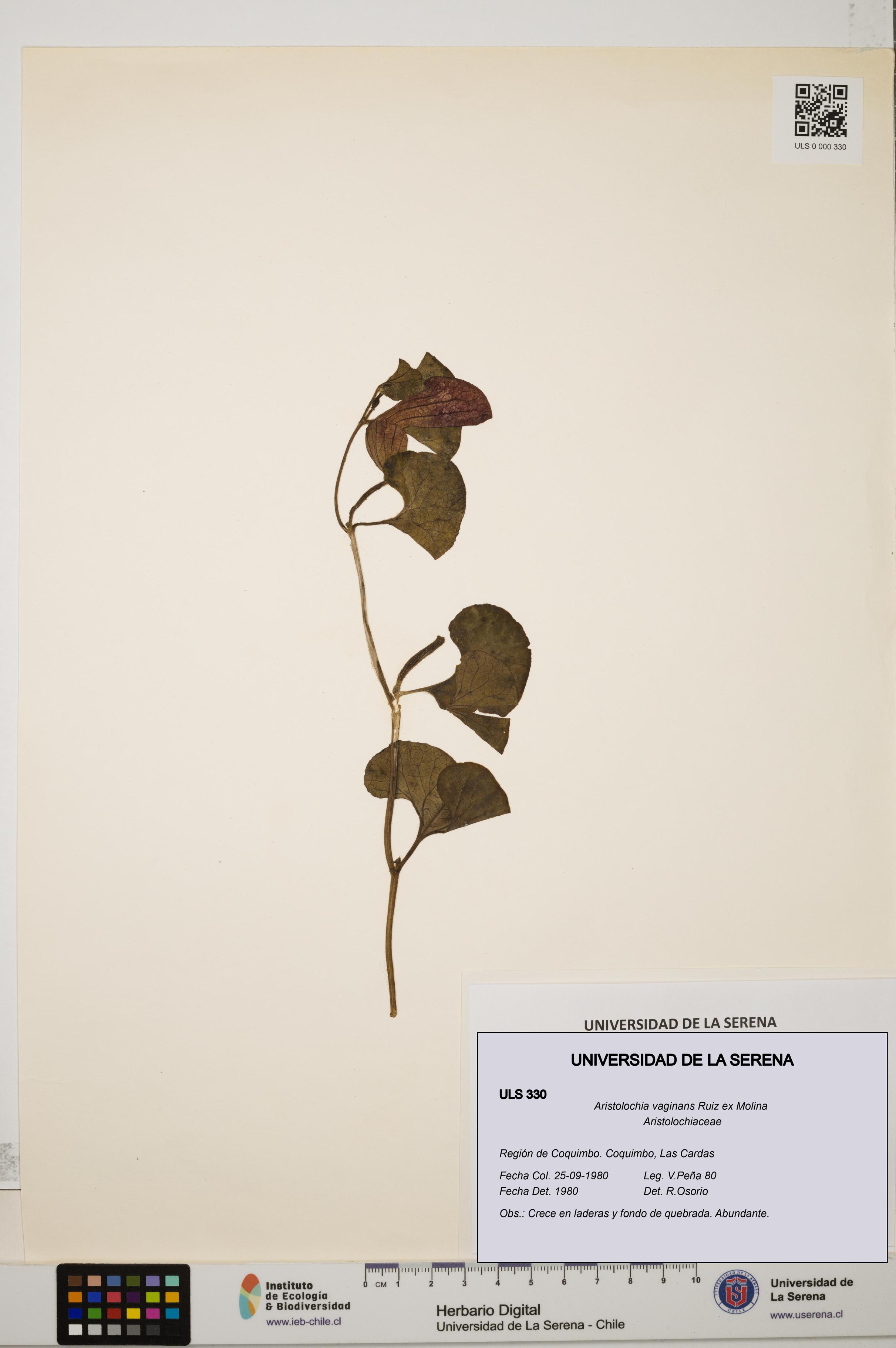 Aristolochia vaginans [Espécimen: ]