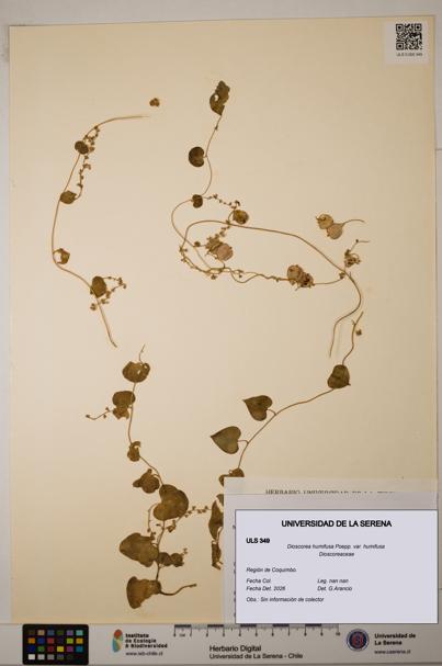 Dioscorea humifusa var. humifusa [Espécimen: ULS:ULS:0000349]