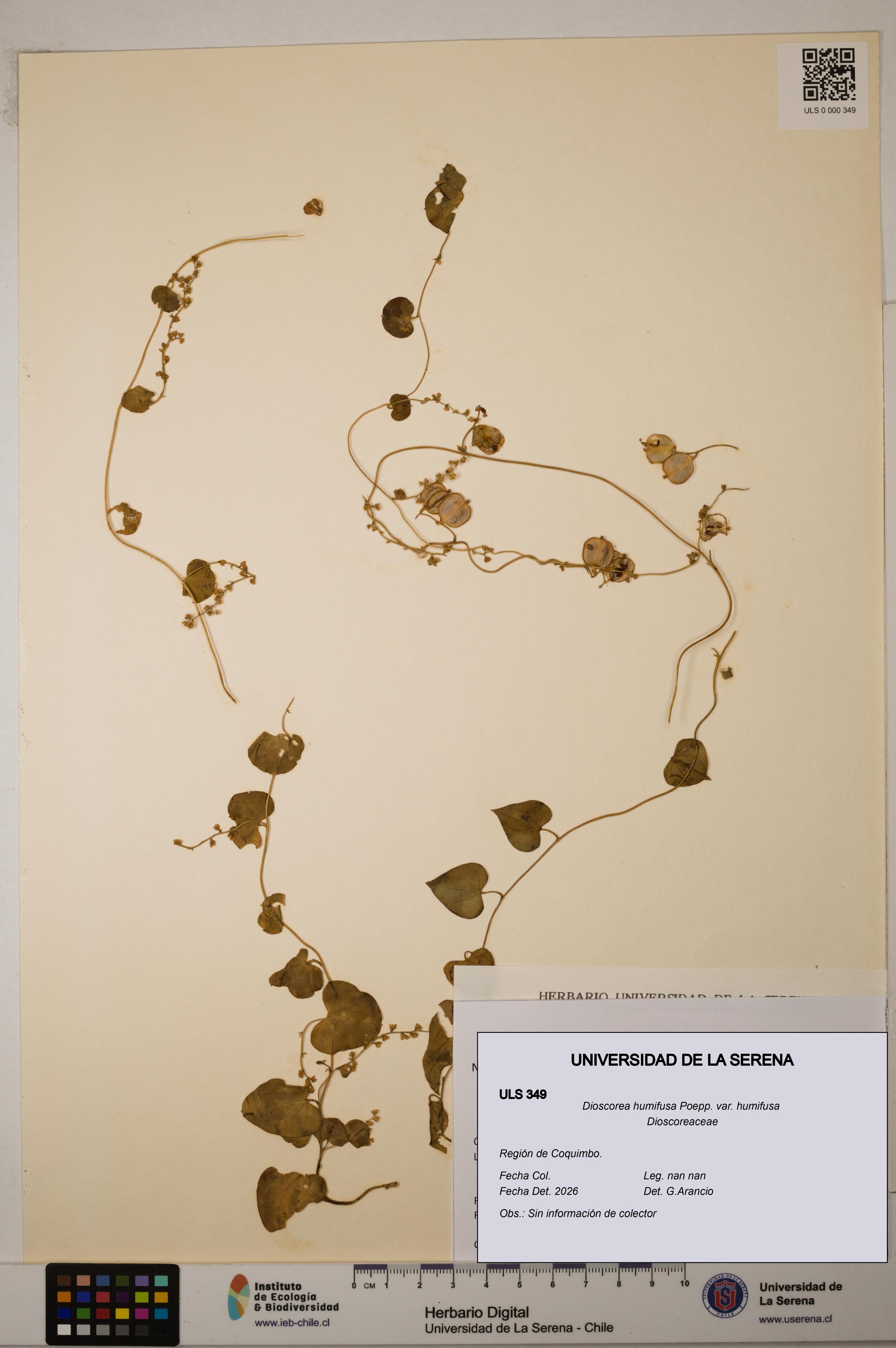 Dioscorea humifusa var. humifusa [Espécimen: ULS:ULS:0000349]