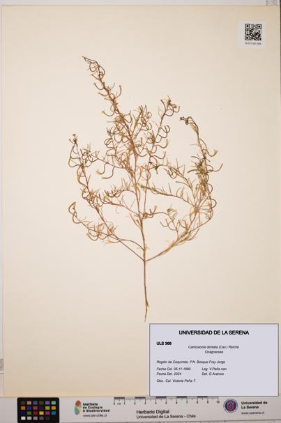 Camissonia dentata [Espécimen: ULS:ULS:0000368]