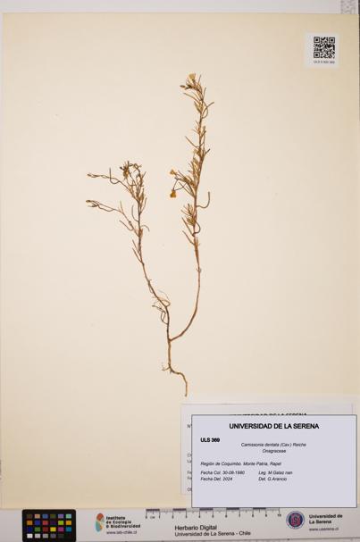 Camissonia dentata [Espécimen: ULS:ULS:0000369]