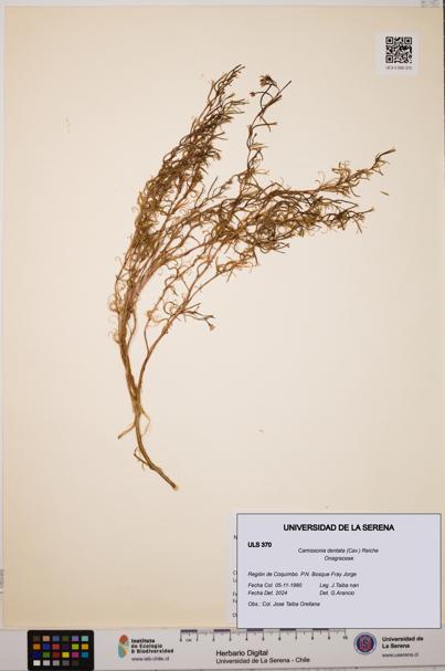 Camissonia dentata [Espécimen: ULS:ULS:0000370]