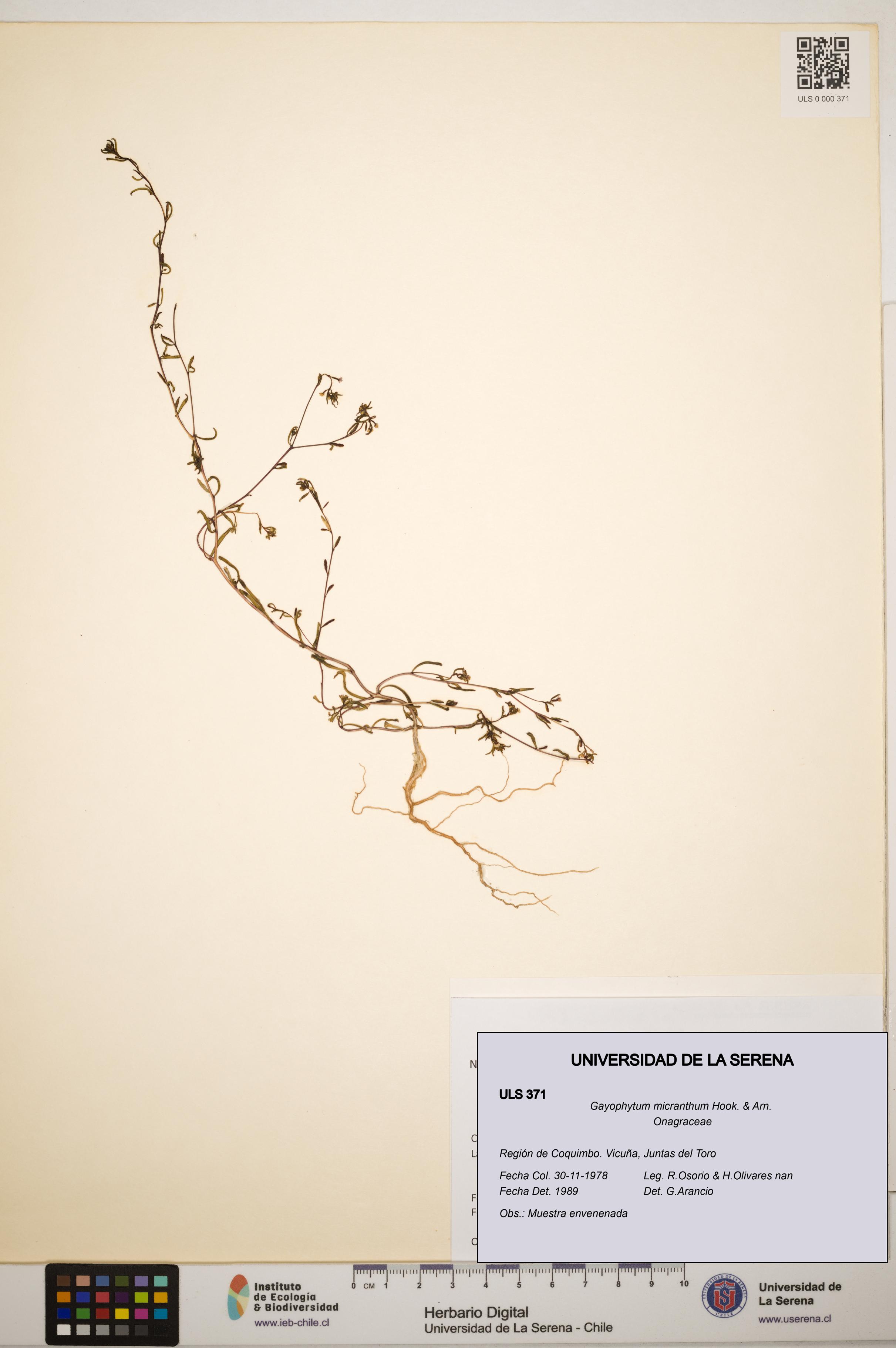 Gayophytum micranthum [Espécimen: ]