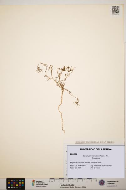 Gayophytum micranthum [Espécimen: ]