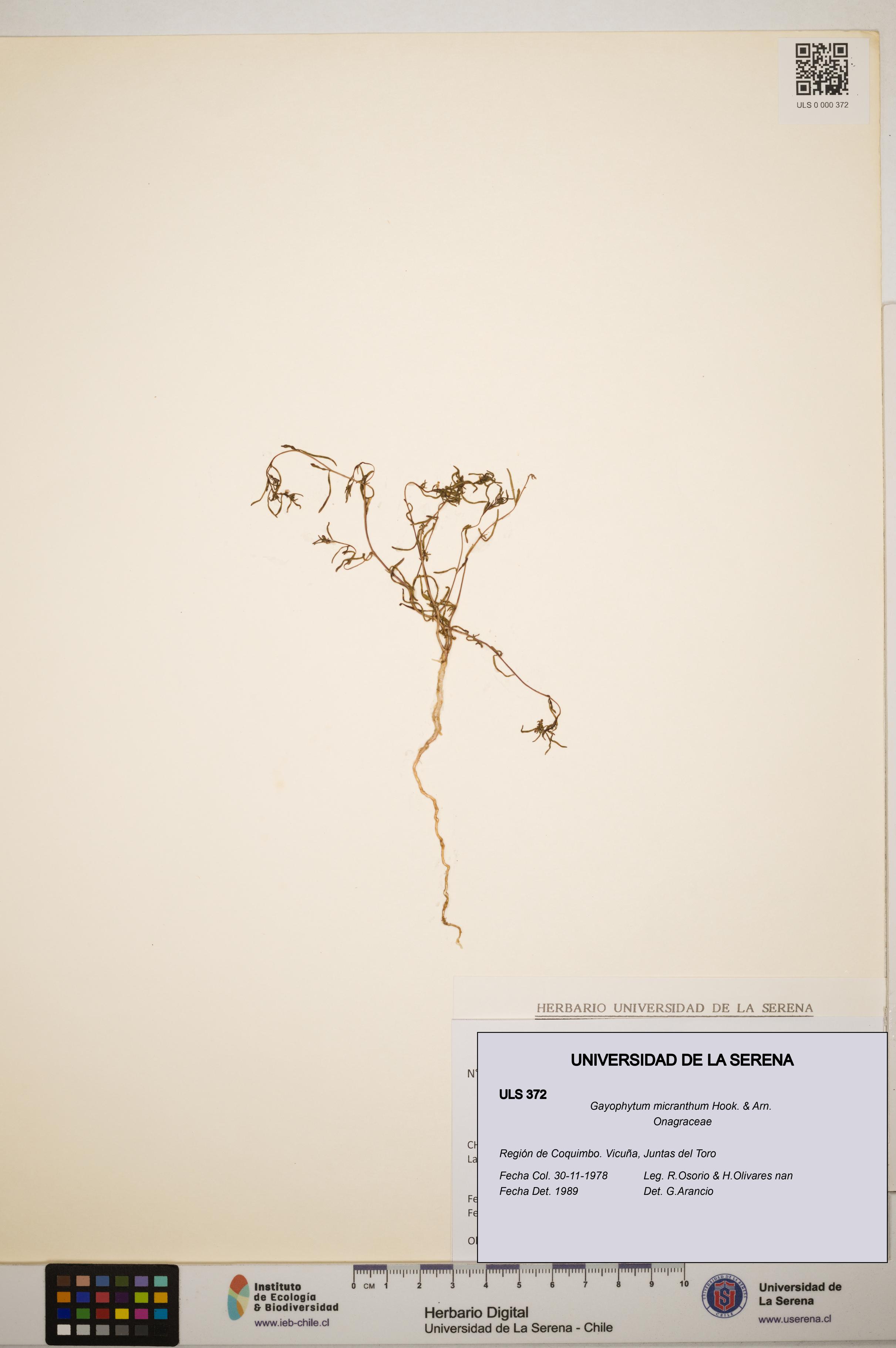 Gayophytum micranthum [Espécimen: ]