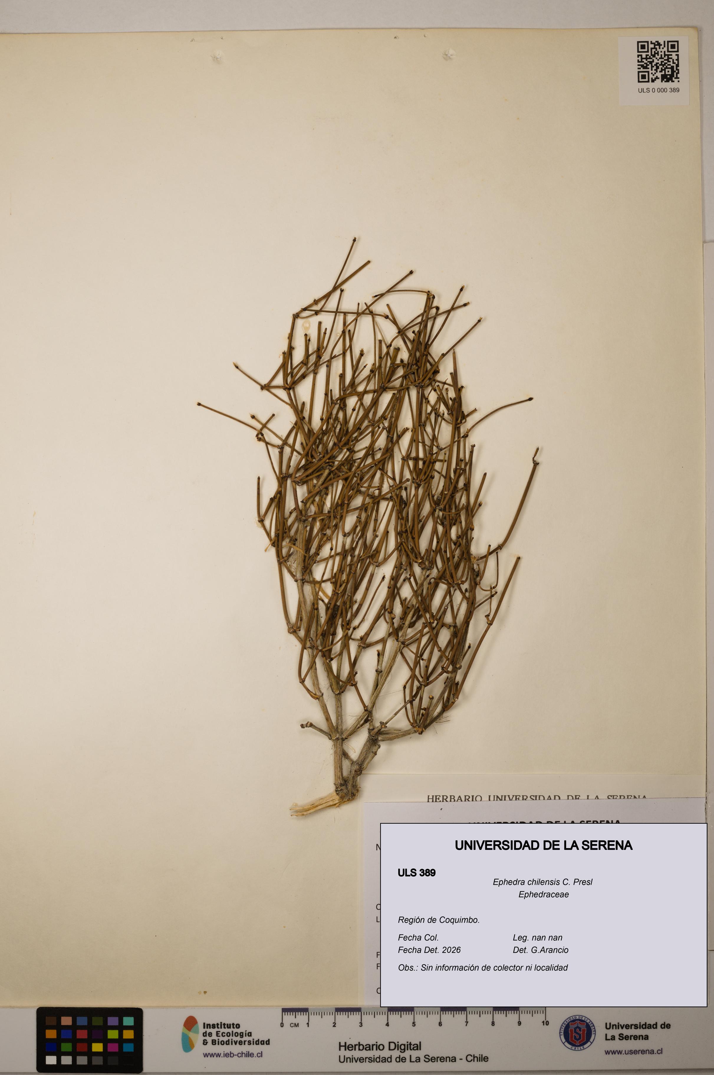Ephedra chilensis [Espécimen: ]
