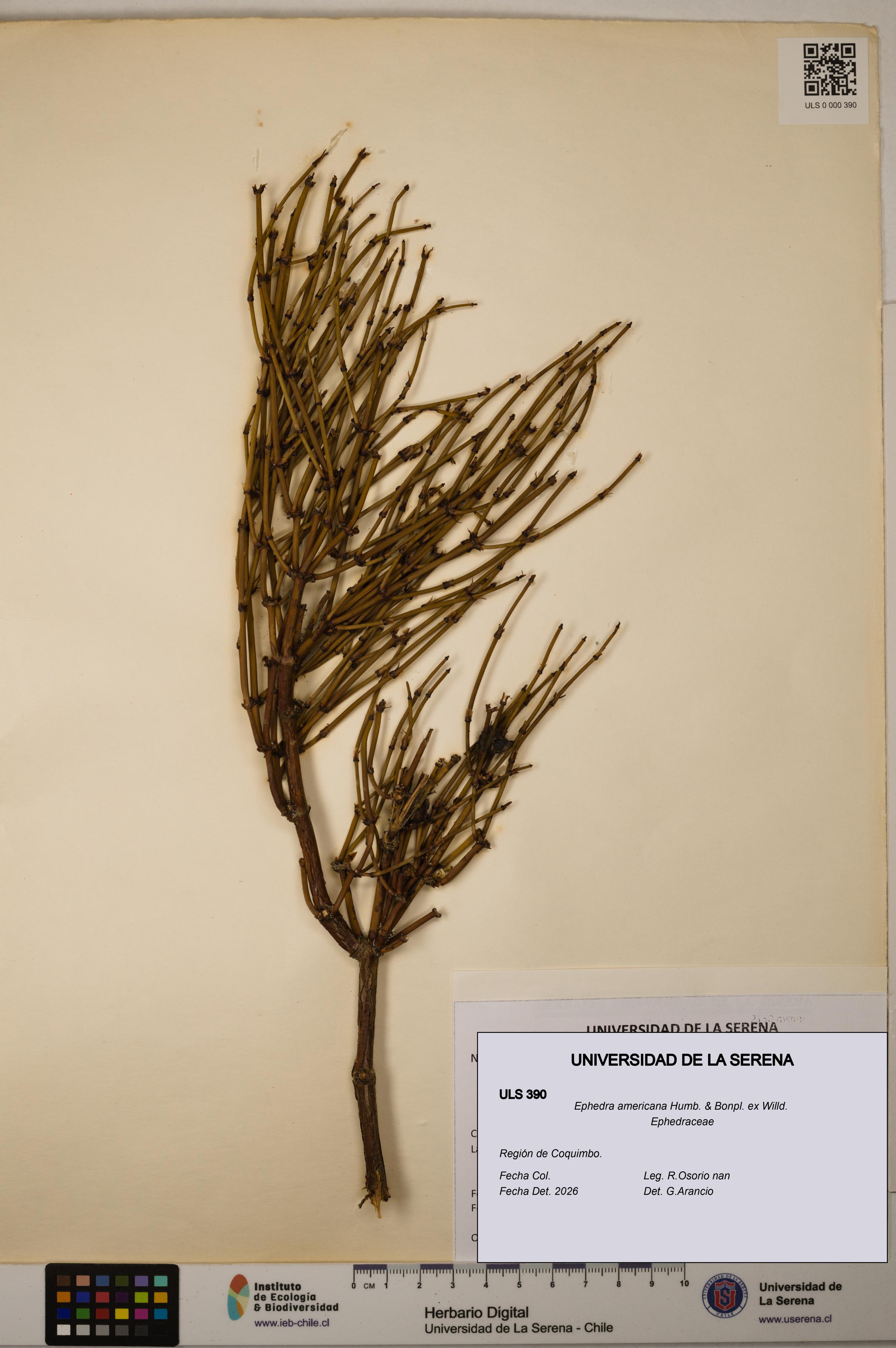 Ephedra americana [Espécimen: ULS:ULS:0000390]
