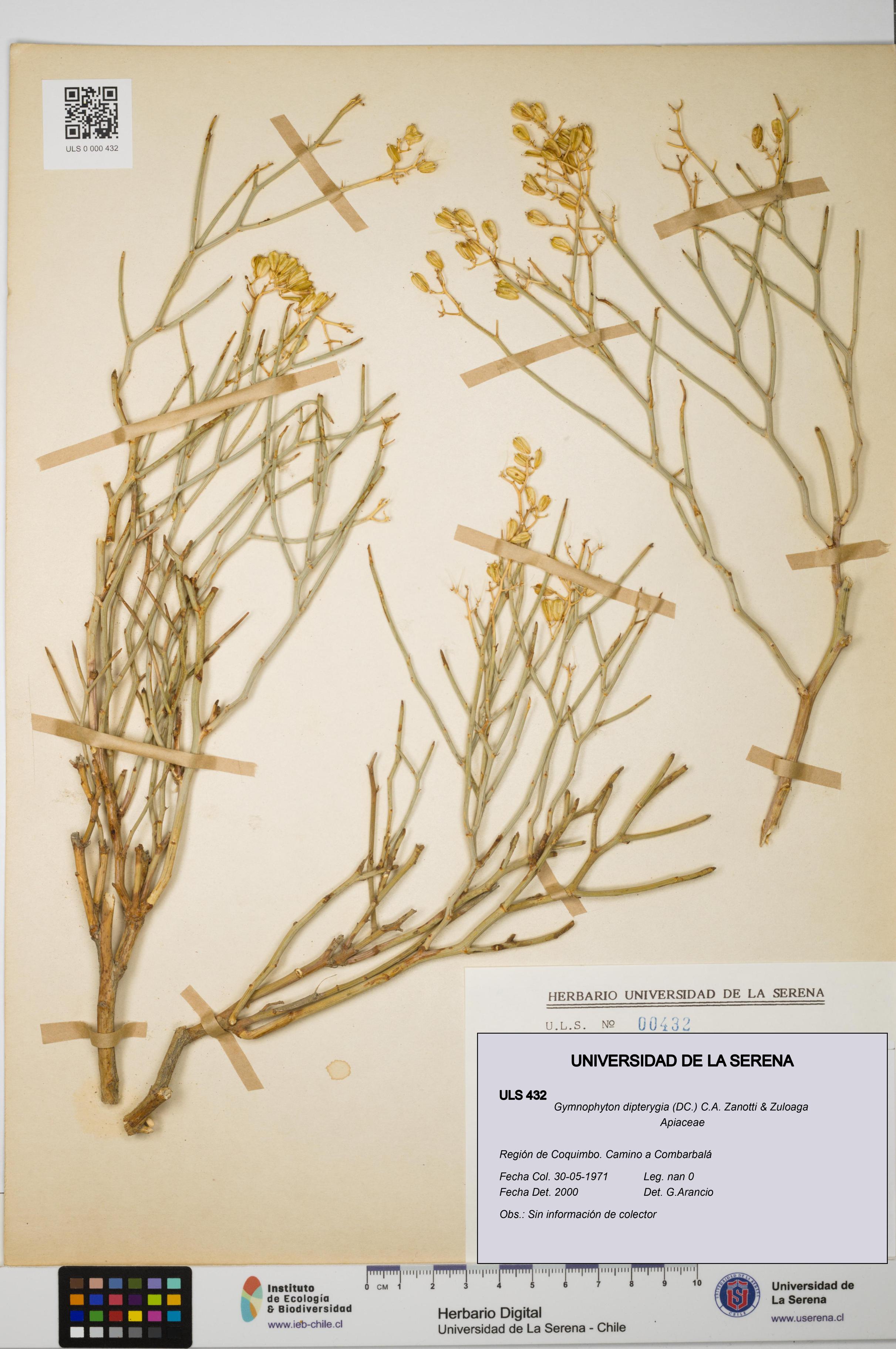Gymnophyton dipterygia [Espécimen: ]