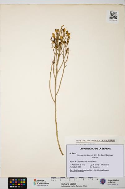 Gymnophyton dipterygia [Espécimen: ]