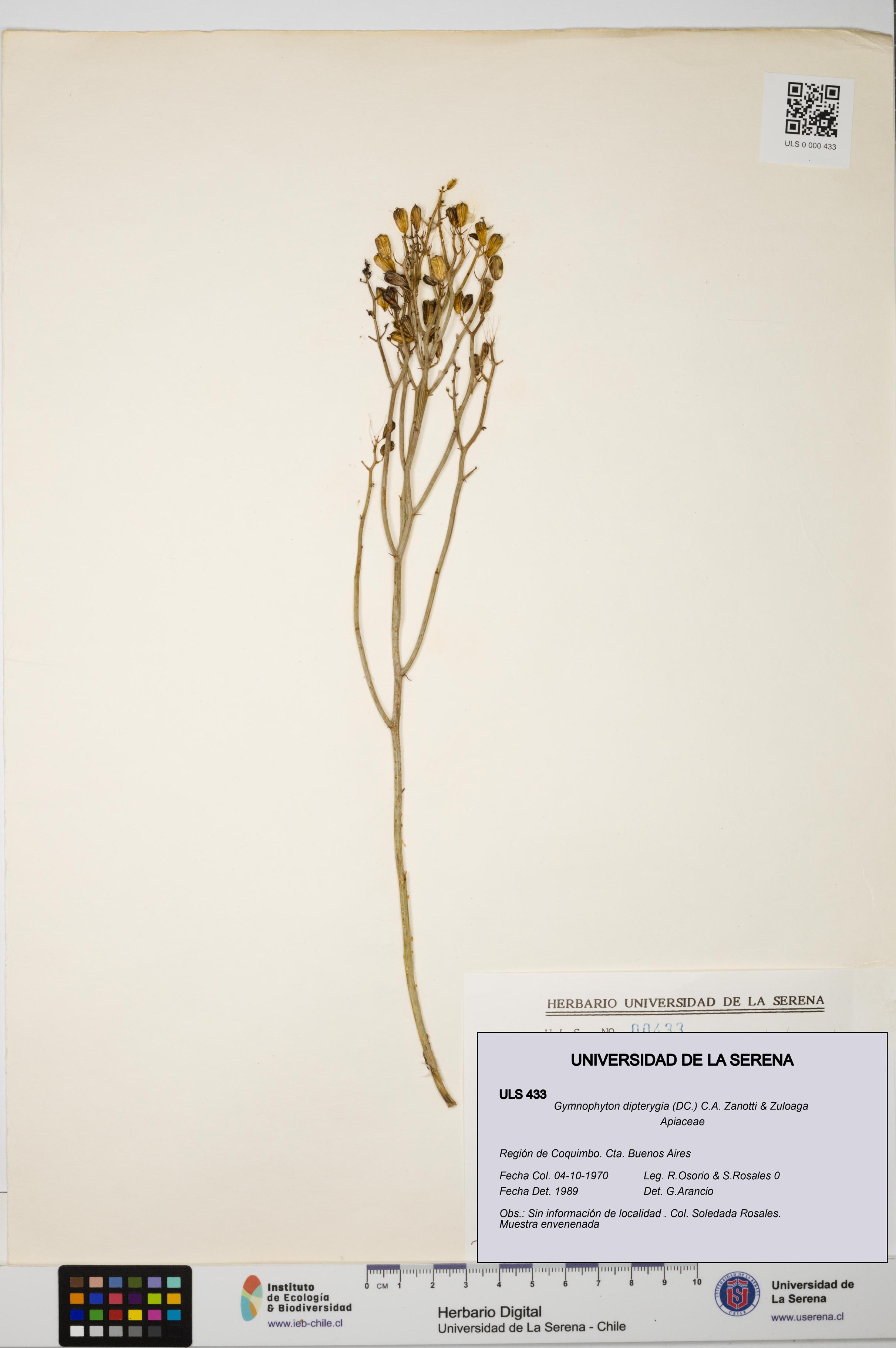 Gymnophyton dipterygia [Espécimen: ]
