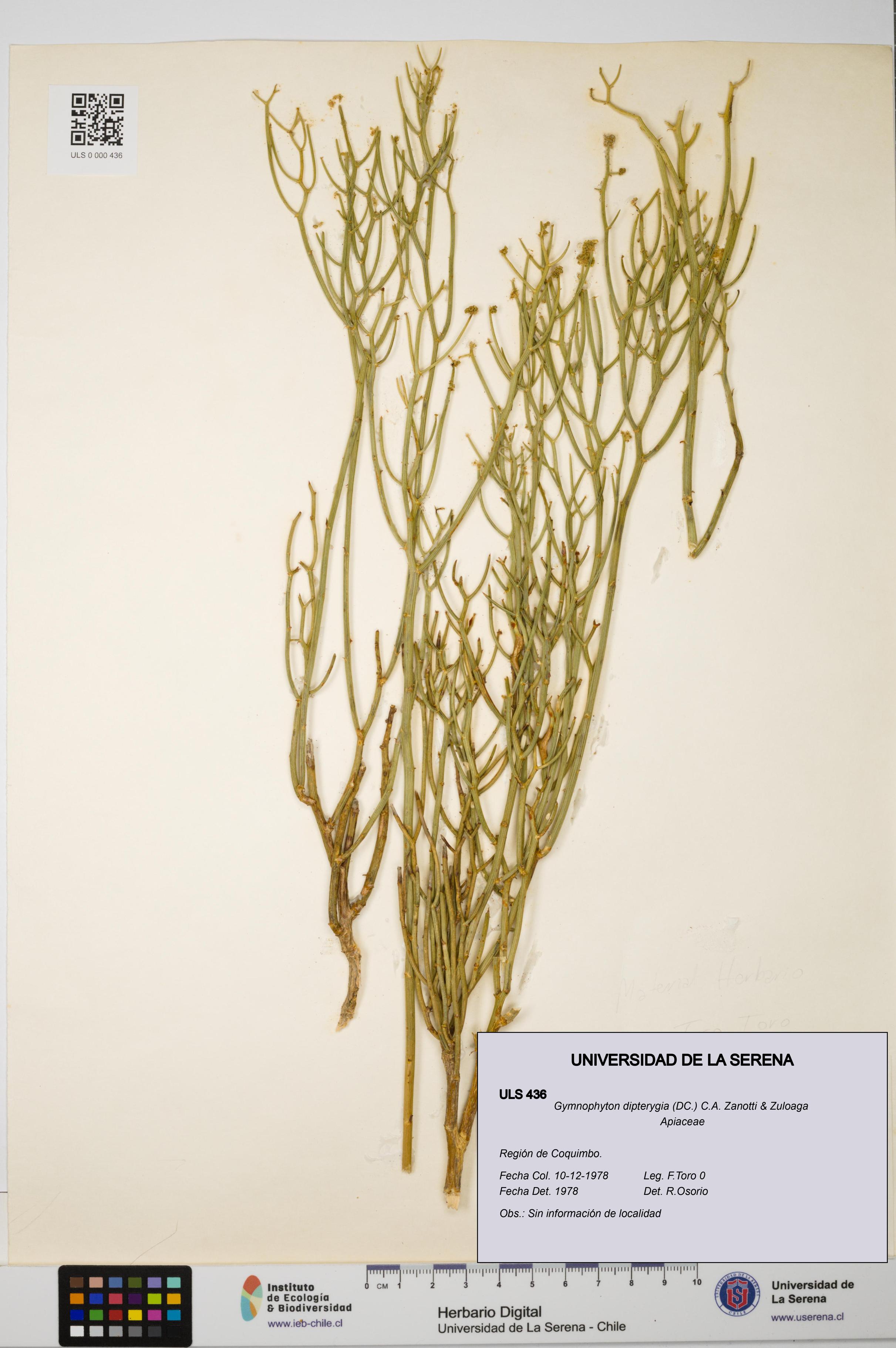 Gymnophyton dipterygia [Espécimen: ]