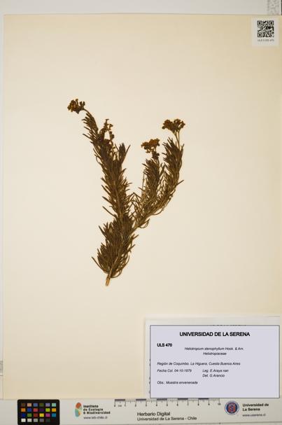 Heliotropium stenophyllum [Espécimen: ULS:ULS:0000470]
