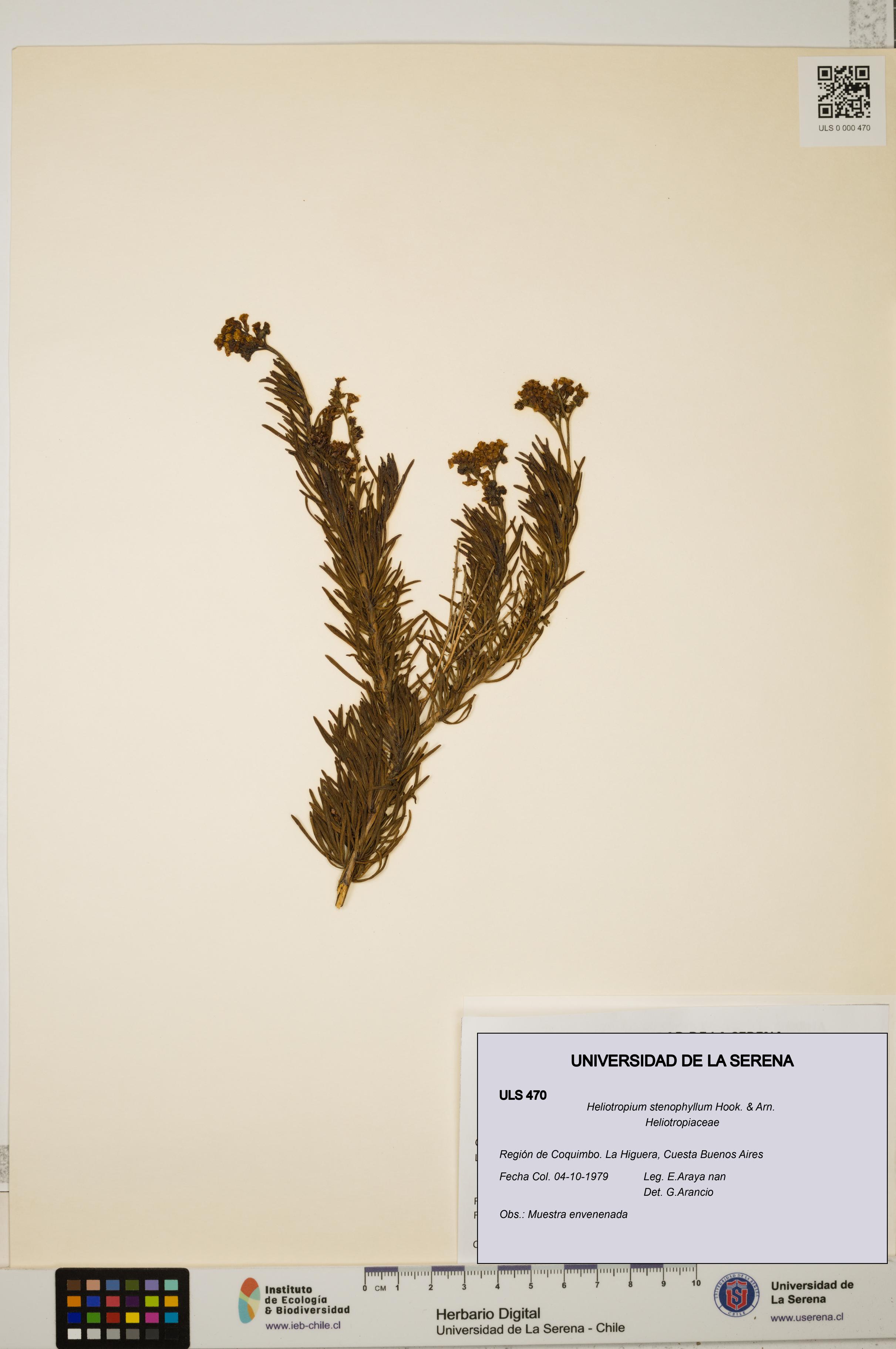 Heliotropium stenophyllum [Espécimen: ULS:ULS:0000470]