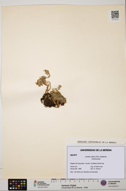 Junellia uniflora [Espécimen: ULS:ULS:0000517]