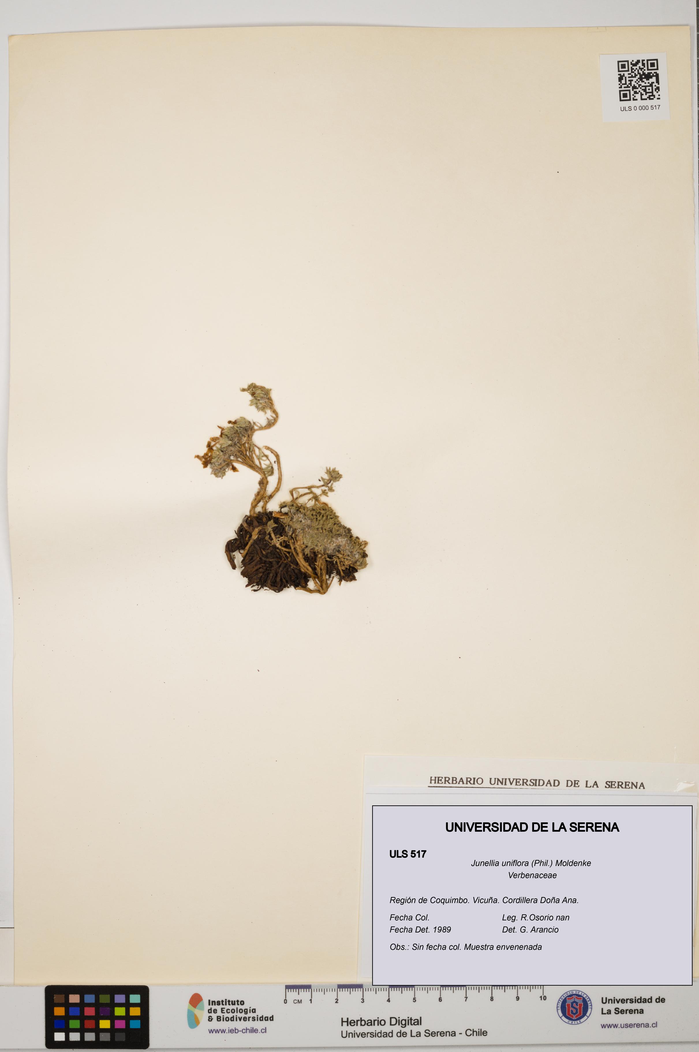 Junellia uniflora [Espécimen: ULS:ULS:0000517]