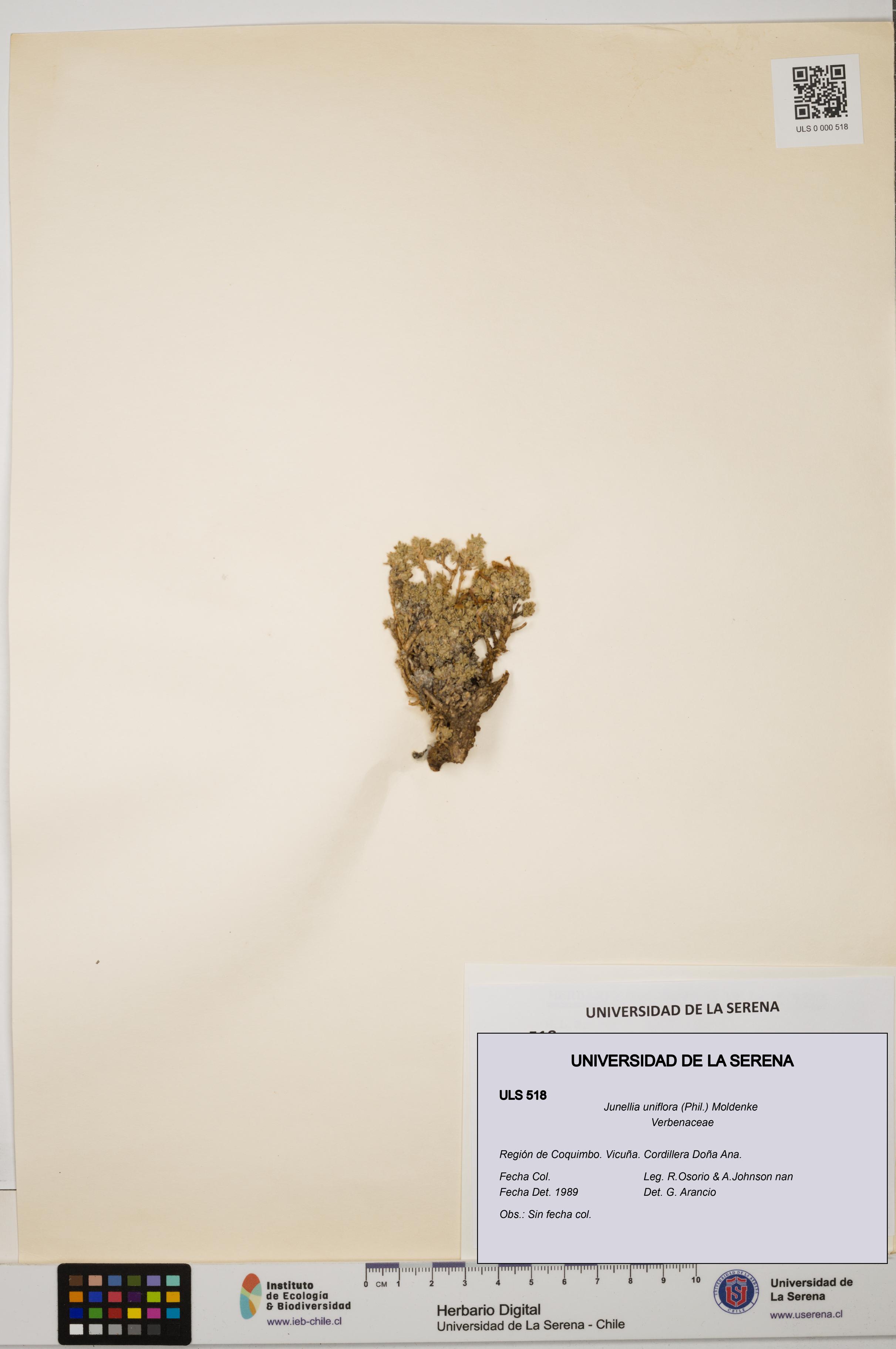 Junellia uniflora [Espécimen: ULS:ULS:0000518]