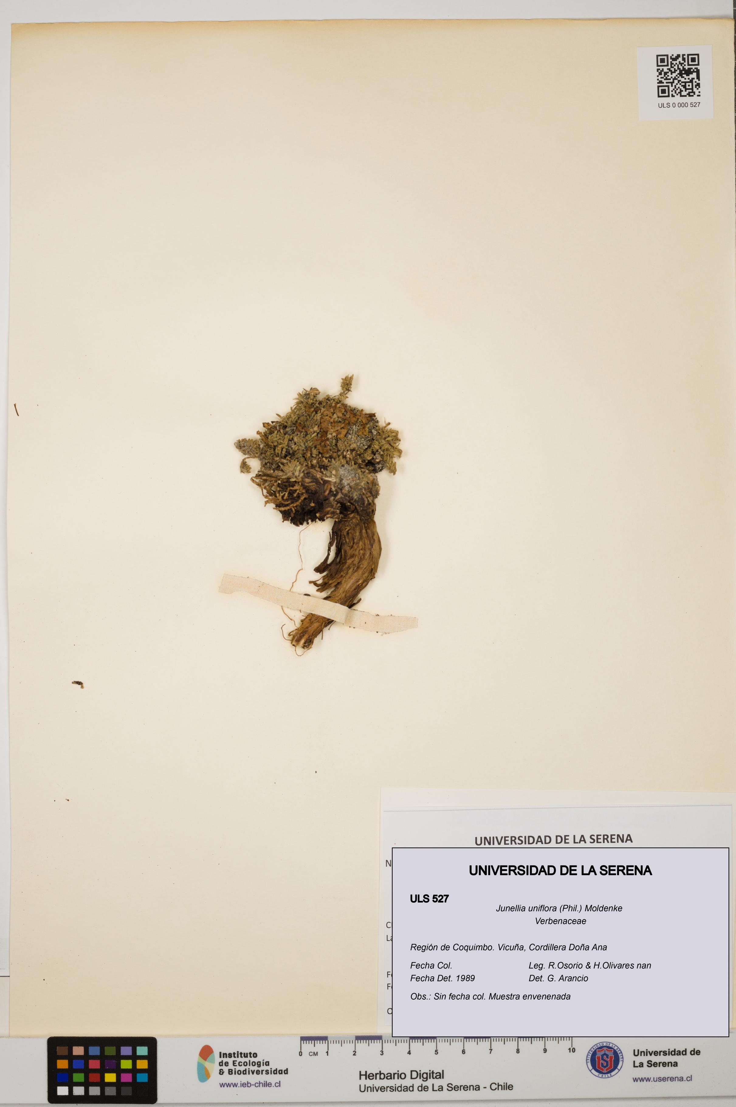 Junellia uniflora [Espécimen: ULS:ULS:0000527]