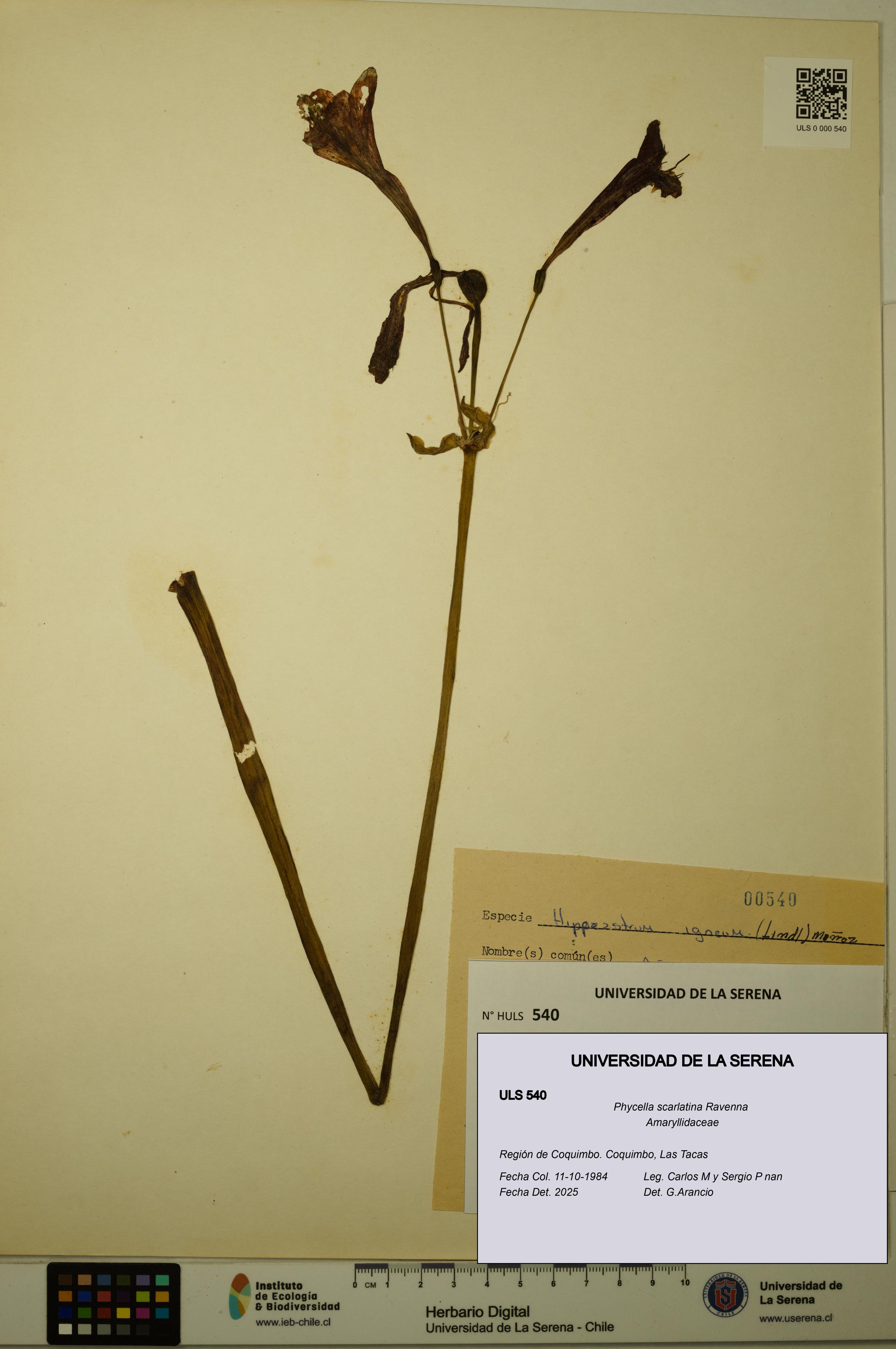 Phycella scarlatina [Espécimen: ULS:ULS:0000540]