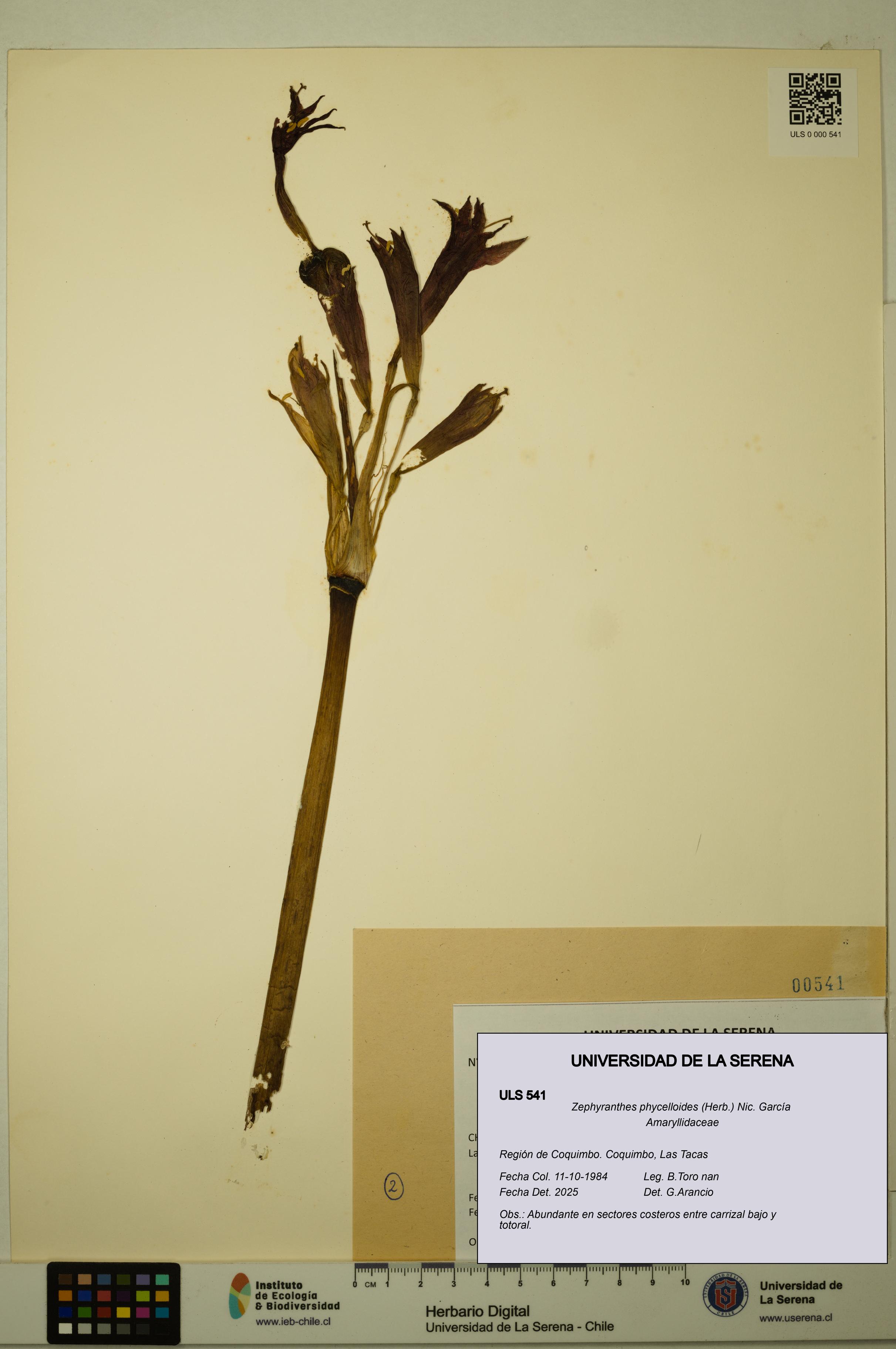 Zephyranthes phycelloides [Espécimen: ULS:ULS:0000541]