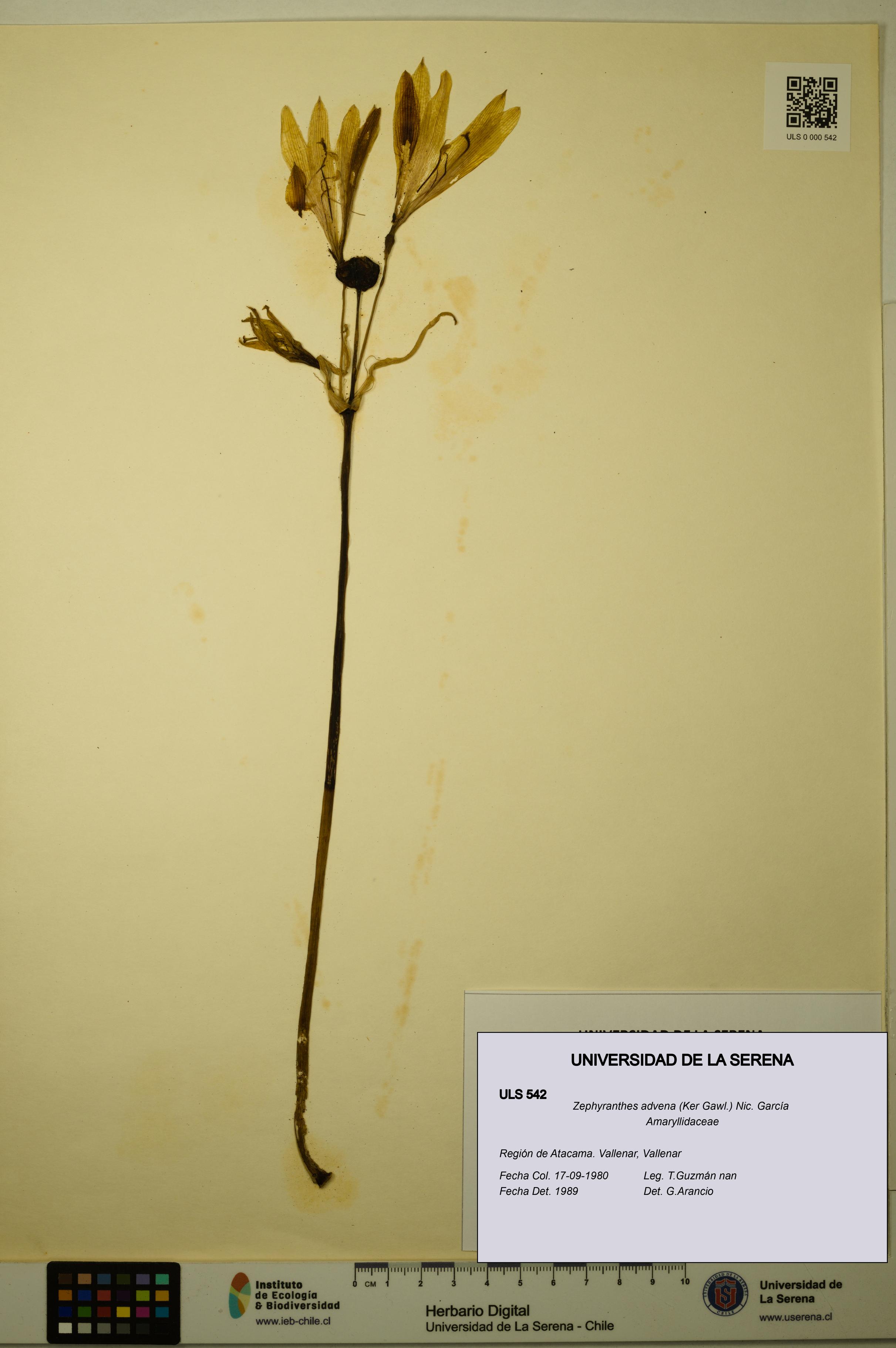 Zephyranthes advena [Espécimen: ULS:ULS:0000542]