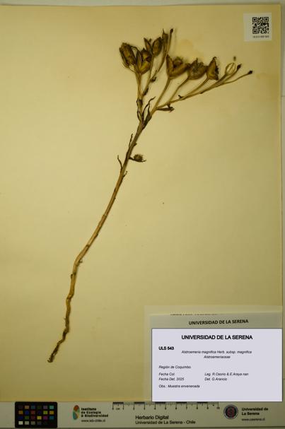 Alstroemeria magnifica [Espécimen: ULS:ULS:0000543]