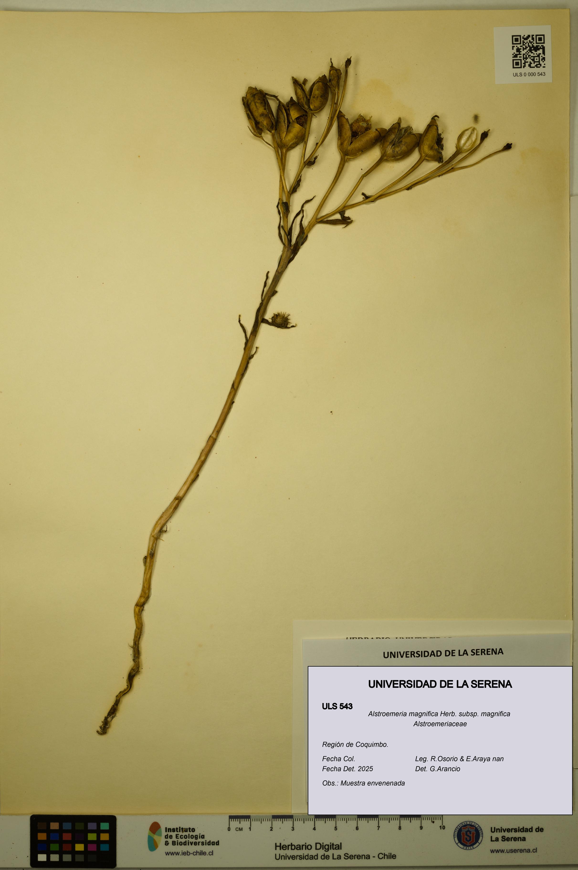 Alstroemeria magnifica [Espécimen: ULS:ULS:0000543]