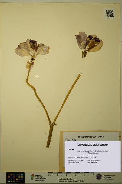 Alstroemeria magnifica [Espécimen: ULS:ULS:0000545]