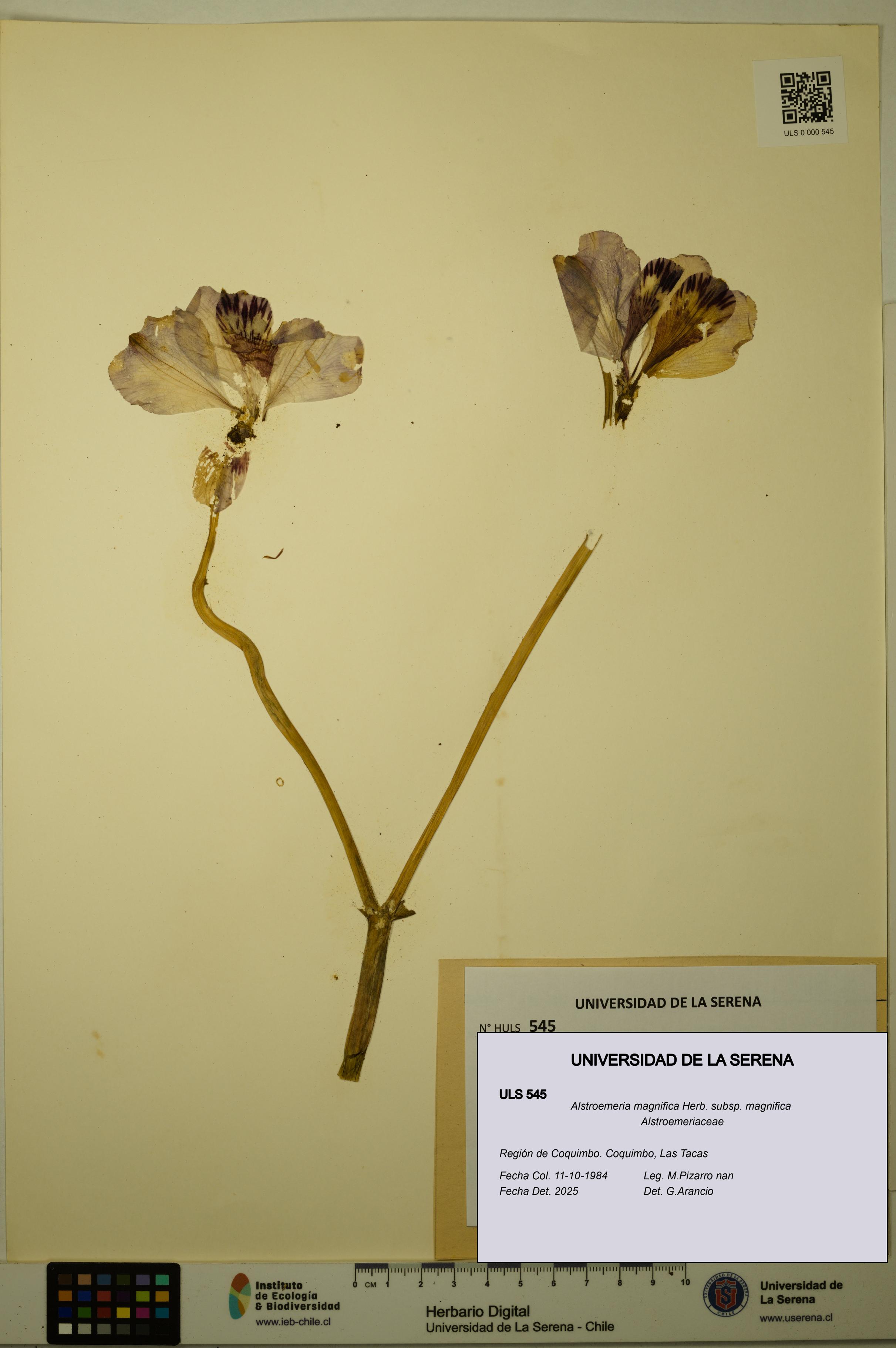 Alstroemeria magnifica [Espécimen: ULS:ULS:0000545]