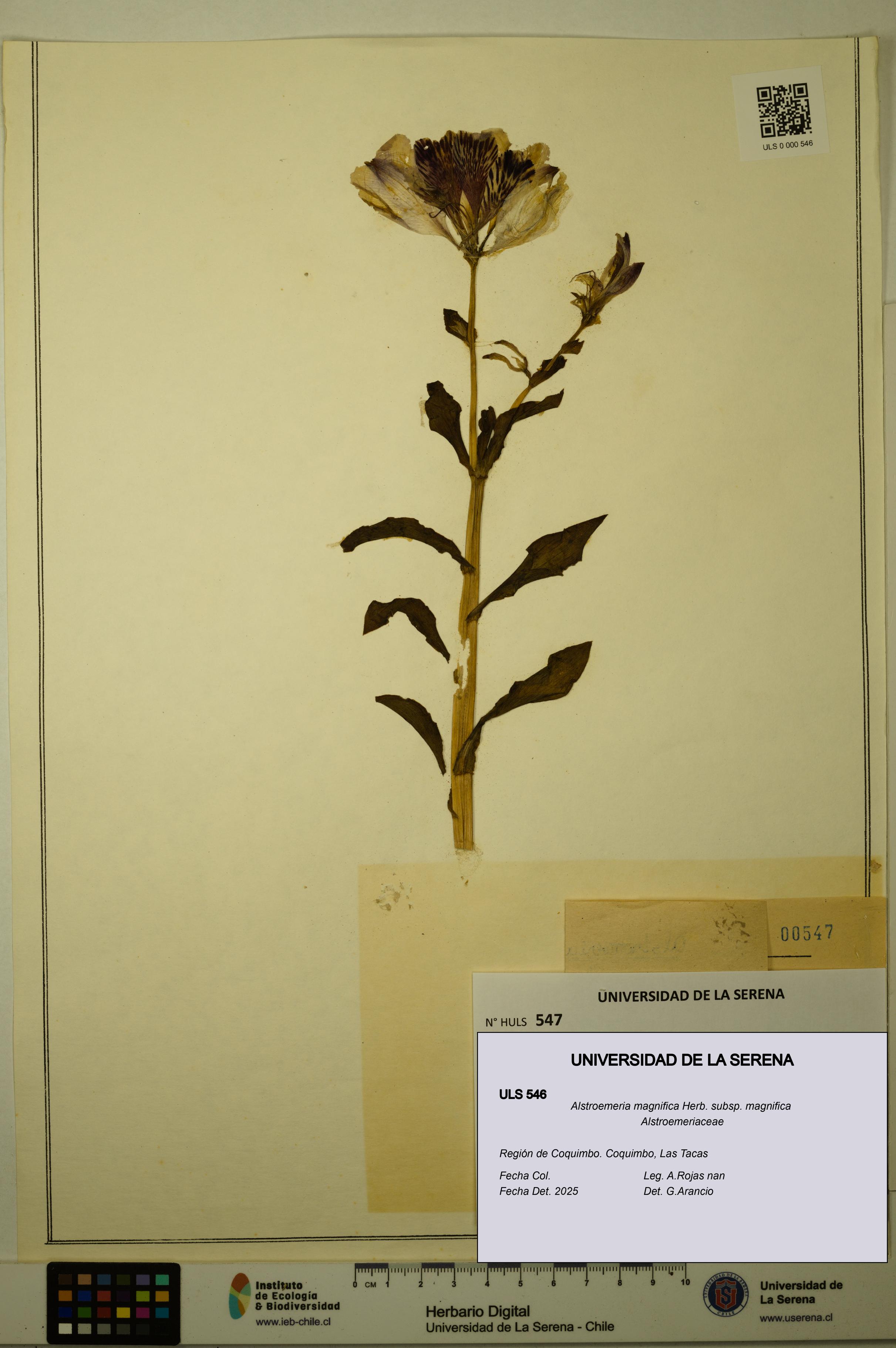 Alstroemeria magnifica [Espécimen: ULS:ULS:0000546]