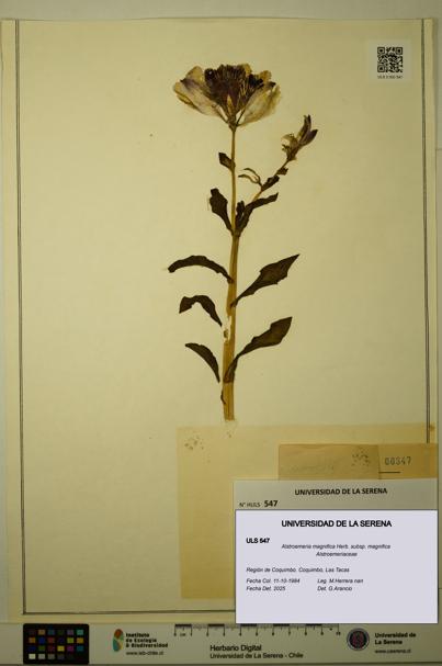 Alstroemeria magnifica [Espécimen: ULS:ULS:0000547]