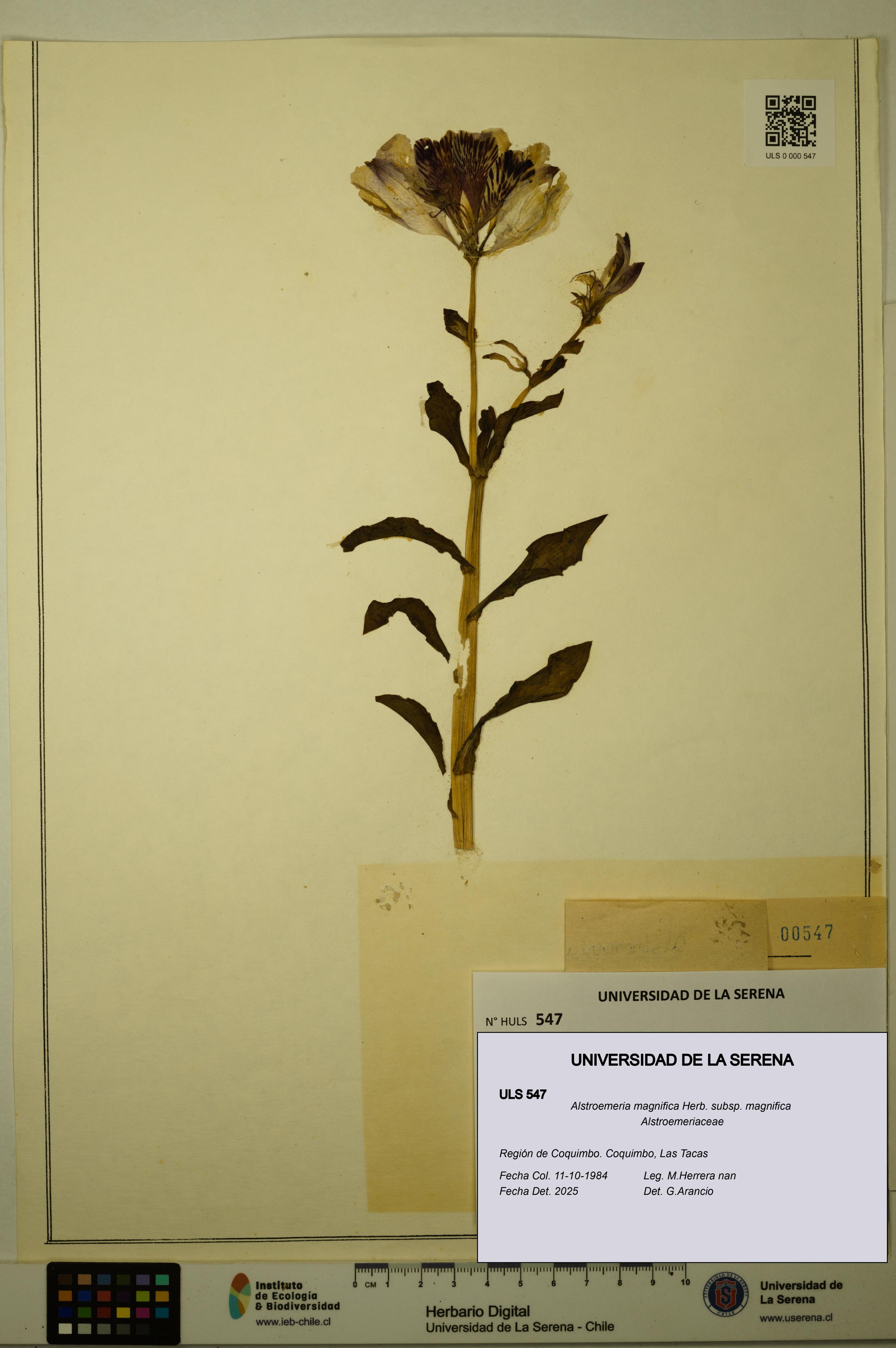 Alstroemeria magnifica [Espécimen: ULS:ULS:0000547]