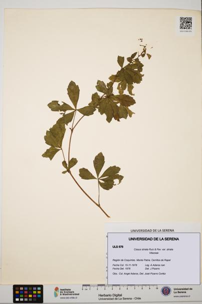 Cissus striata var. striata [Espécimen: ULS:ULS:0000575]