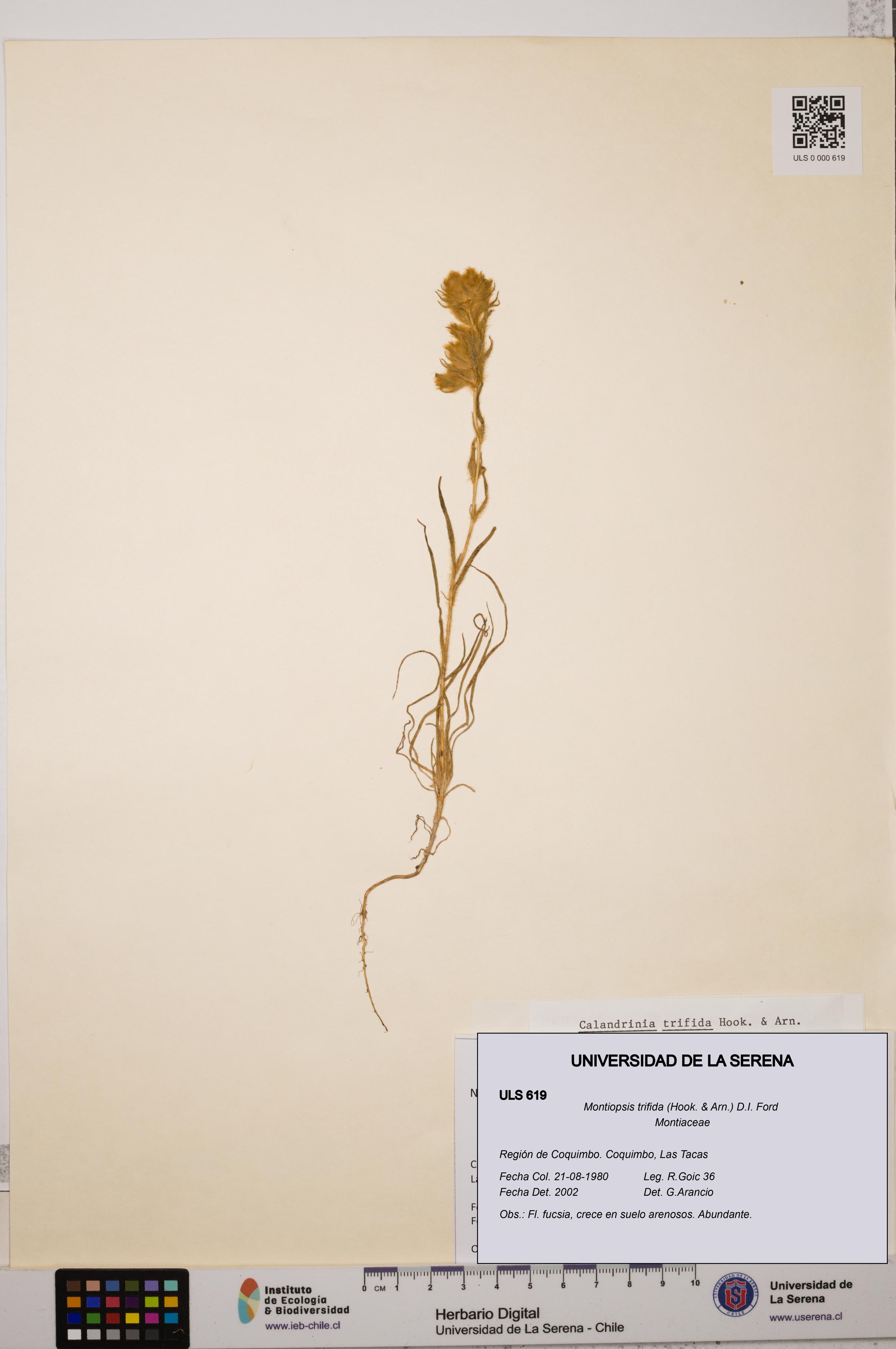 Montiopsis trifida [Espécimen: ULS:ULS:0000619]